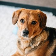 Sage laying on white carpet.